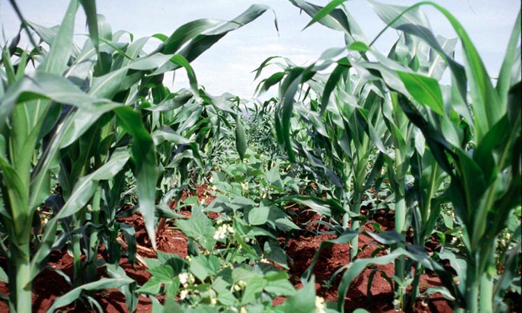 Cultivo de básicos en Oaxaca supera las 100 mil hectáreas 