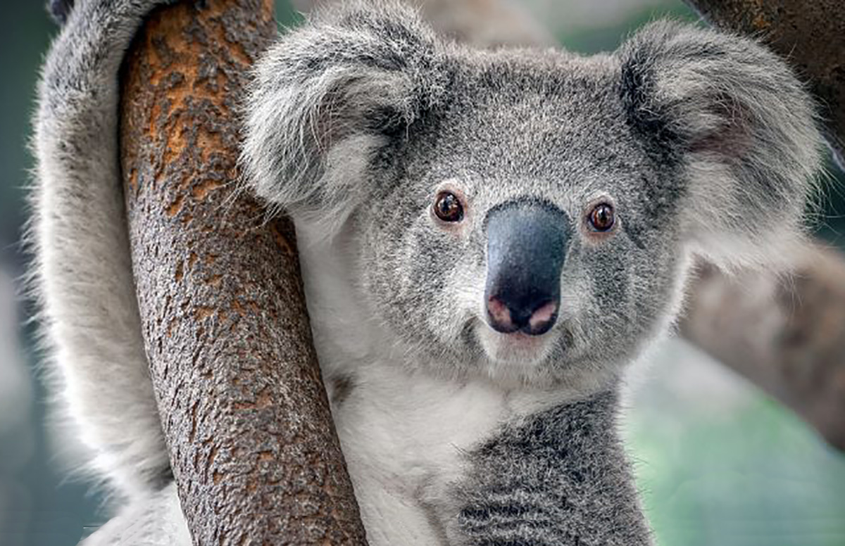 Koala declarado en peligro de extinción en Australia