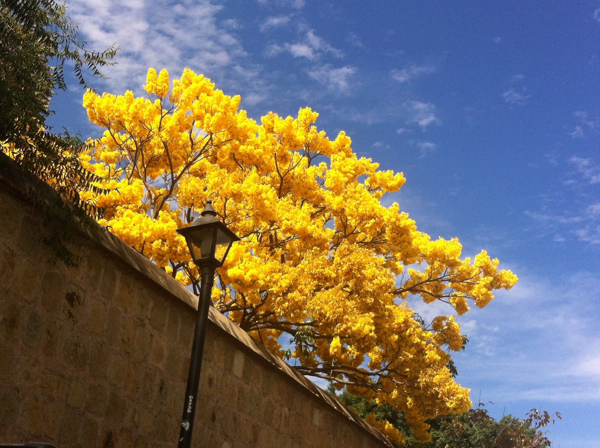 ▶ Oaxaca se pinta de colores con la llegada de la primavera