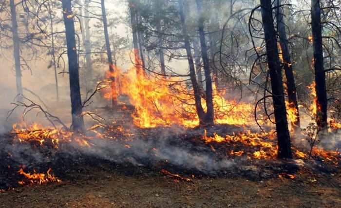 ▶ Incendios forestales han afectado más de 4 mil 900 hectáreas de bosques