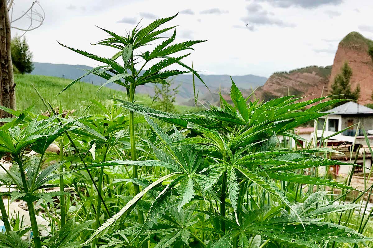 ▶ México podría conquistar el mercado mundial de cannabis, pero advierten resistencia