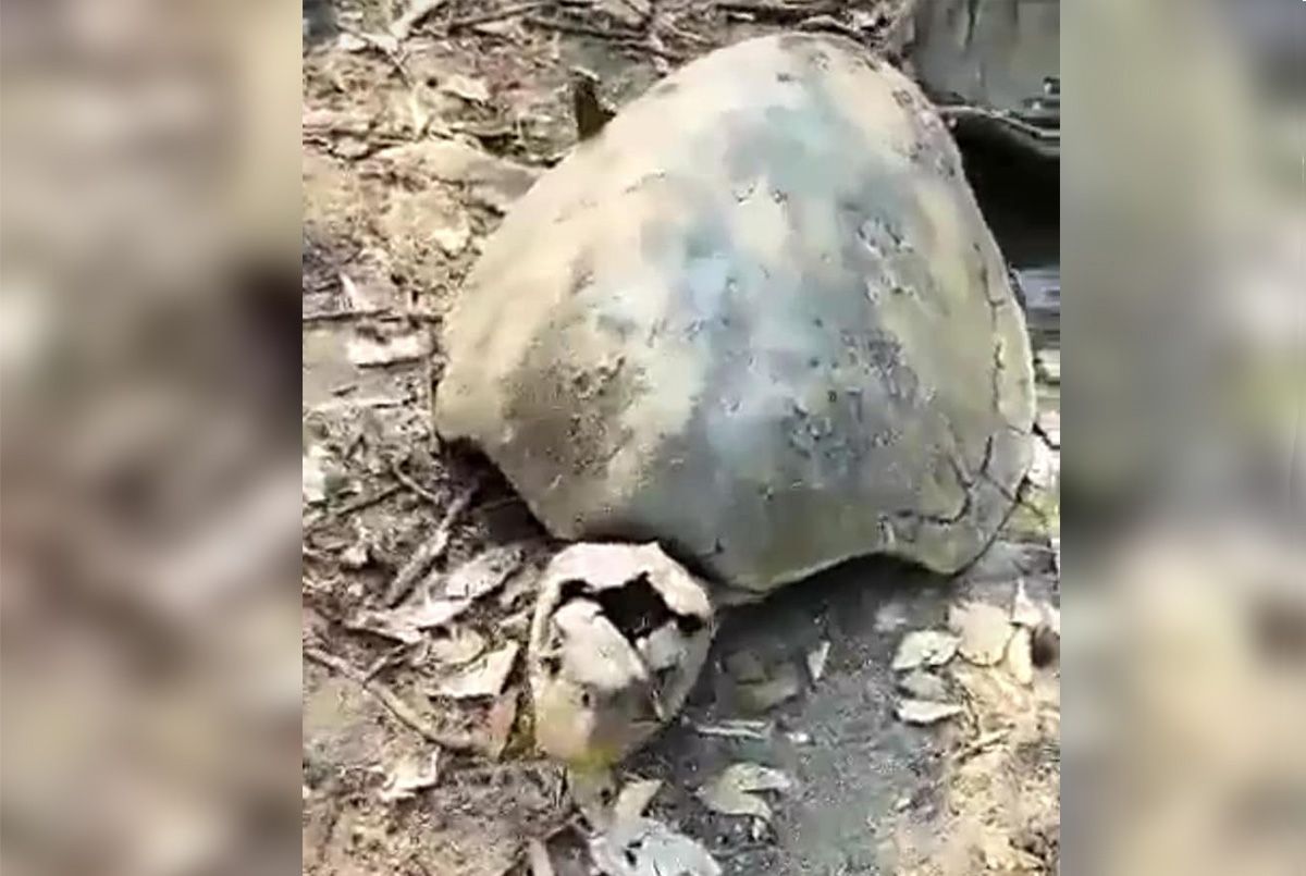 ▶ Hallan cementerio clandestino de tortugas en Santa María Tonameca