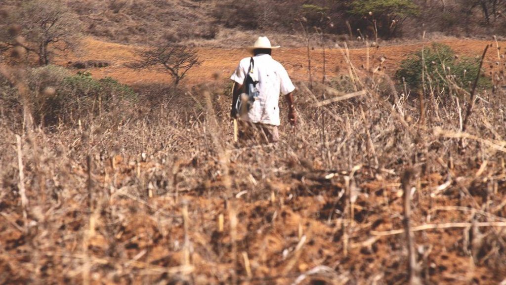 ▶ Golpea sequía a 175 municipios de Oaxaca