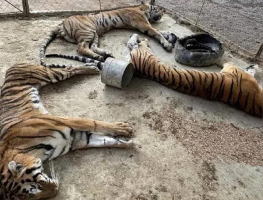 ▶ Nadie sabe nada de los tigres de bengala abandonados que murieron de inanición