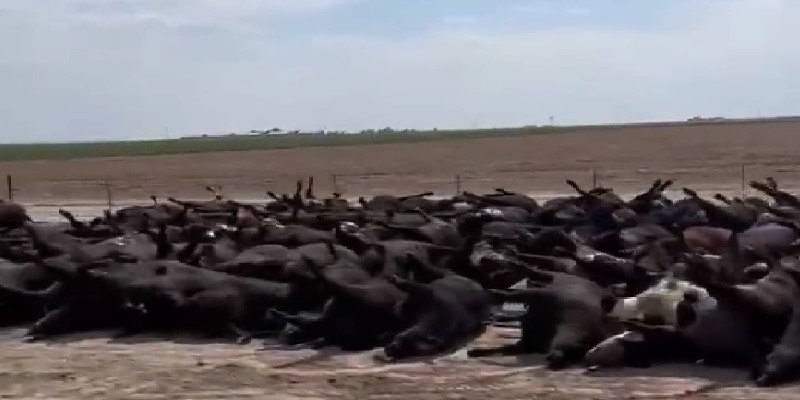 ▶ Mueren por altas temperaturas cientos de cabezas de ganado en EU