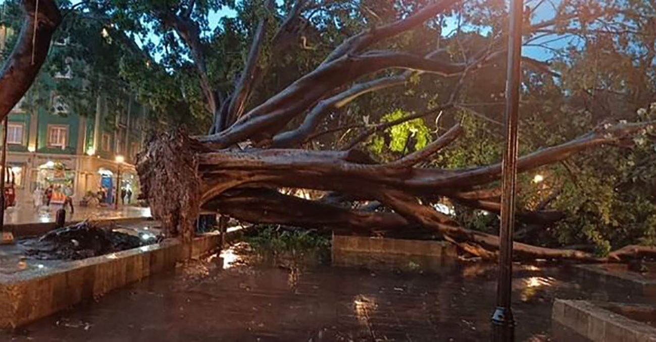 ▶ #EnTiempoReal – Azotan intensa lluvia y vientos a Oaxaca capital; provoca inundaciones y derriba árboles, entre ellos el laurel del Zócalo