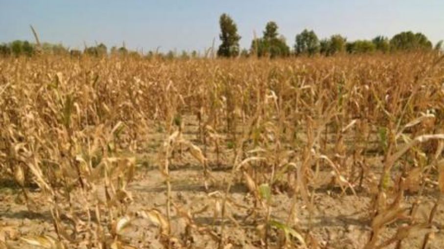 ▶ Golpea sequía al sector agropecuario estatal