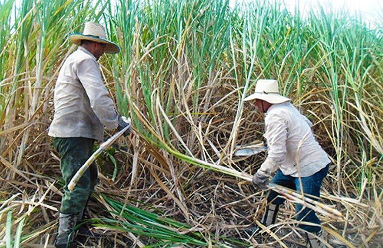 Cosecha Oaxaca más de 3 millones de toneladas de caña de azúcar