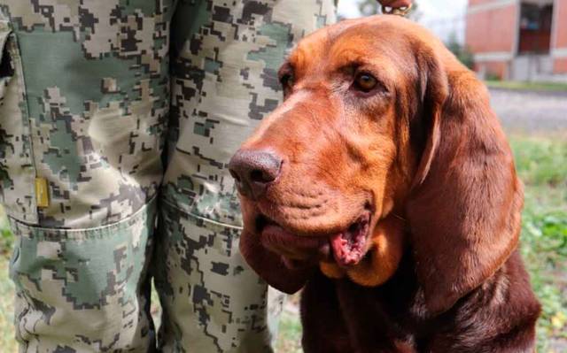 Un perrito llamado Max y elemento de la Marina encontró a Caro Quintero para su detención