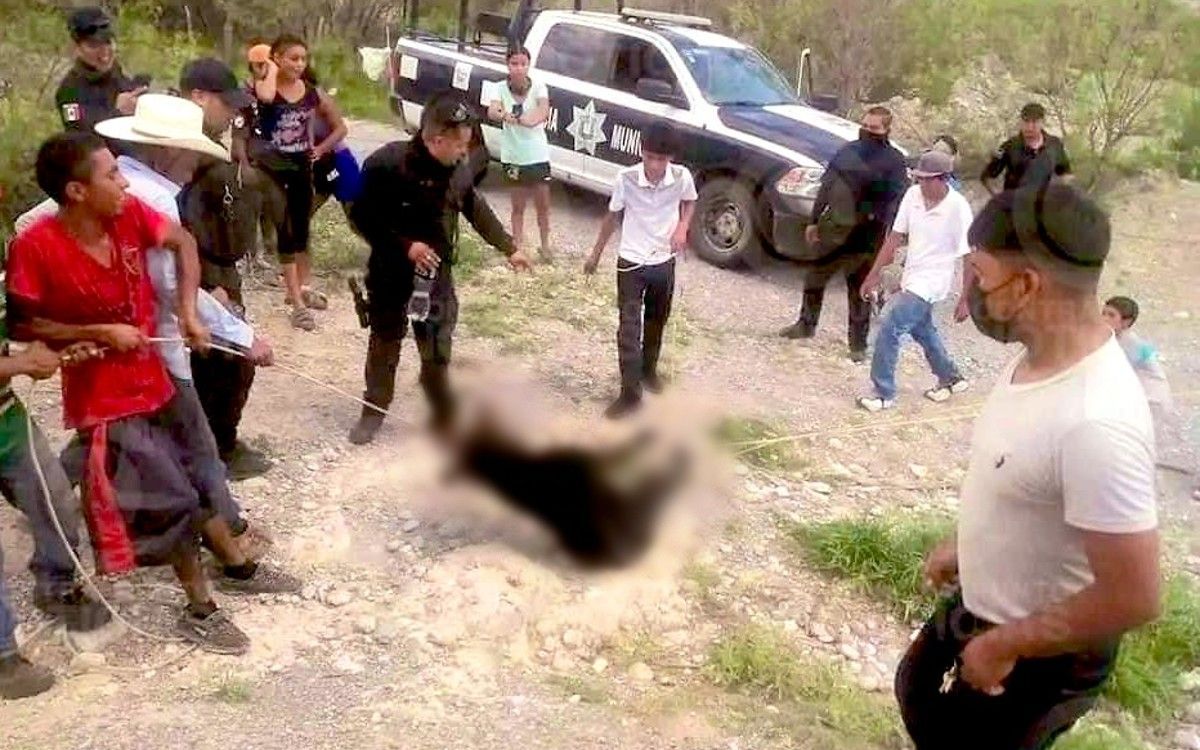 Entre risas y policías, torturan y matan a un osito en Coahuila; Profepa denunciará