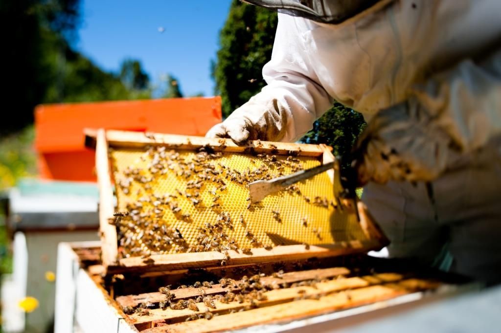 Aumenta producción de miel, cuenta Oaxaca con más de 139 mil colmenas