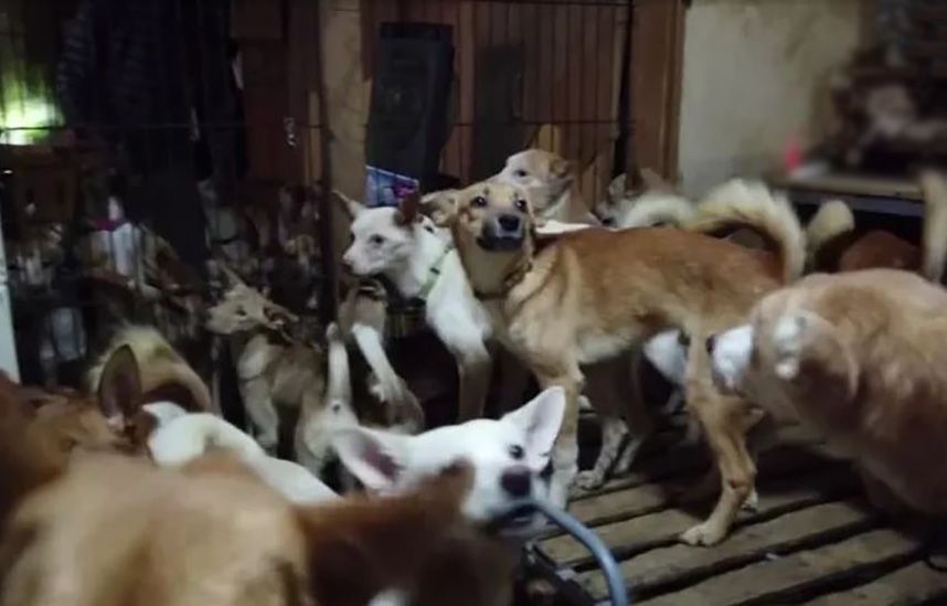 Hallan más de 50 perros durante desalojo; se comían unos a otros
