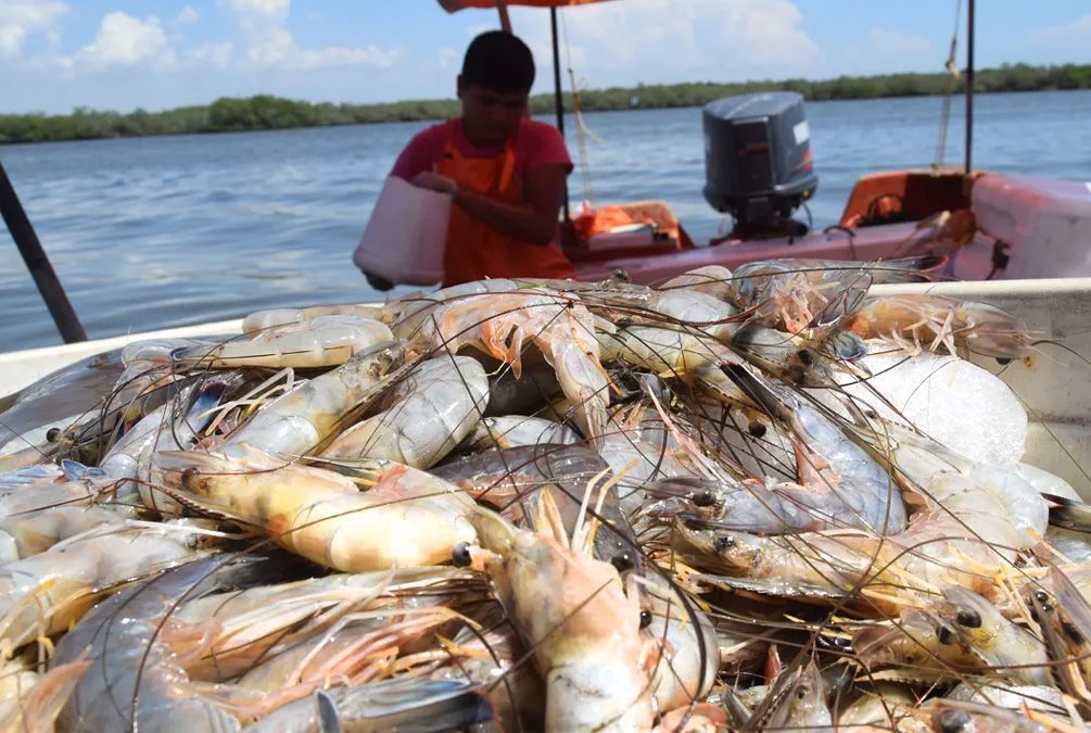 Levantan veda en el pacífico; autorizan en Oaxaca pesca de camarón