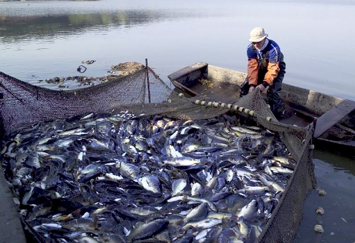 ▶ Se desploma producción pesquera y acuícola en Oaxaca