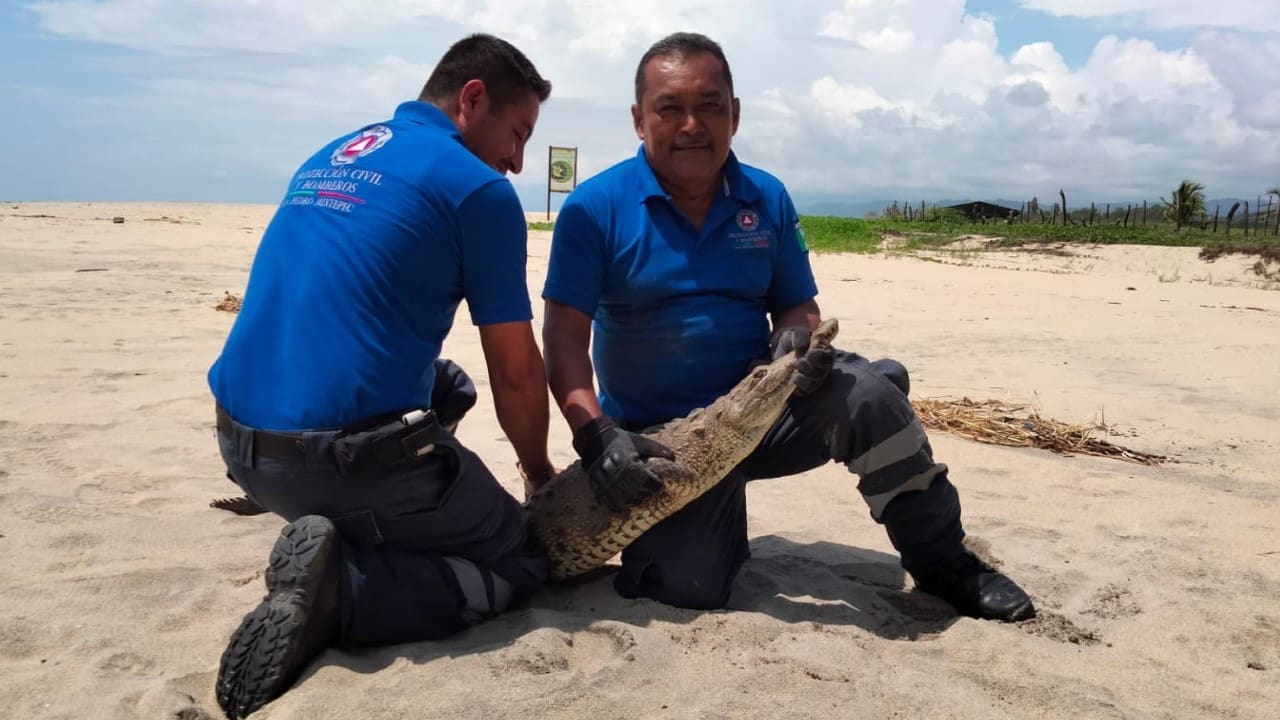 ▶ Al menos 4 cocodrilos han sido capturados en playas y zonas habitadas de la Costa