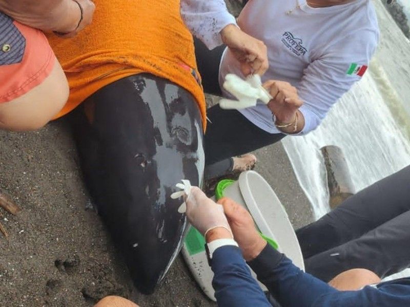 Delfín queda varado en playas de Veracruz durante paso de ‘Karl’