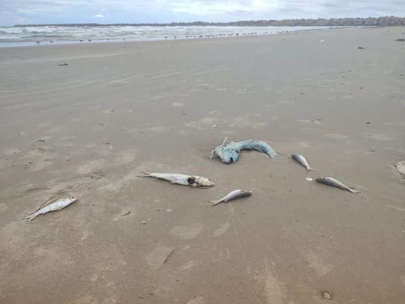 Llega marea roja a Tamaulipas; reportan peces muertos en Altamira