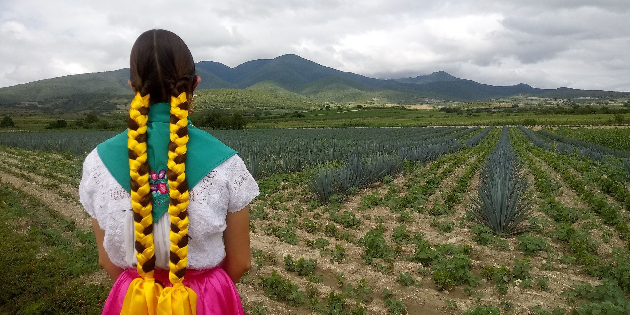 Crearán ley que proteja al maguey en Oaxaca, avanza proceso