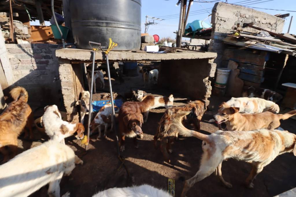 Rescatan más de 70 perros en EdoMex; los engordaban para vender su carne a taquerías