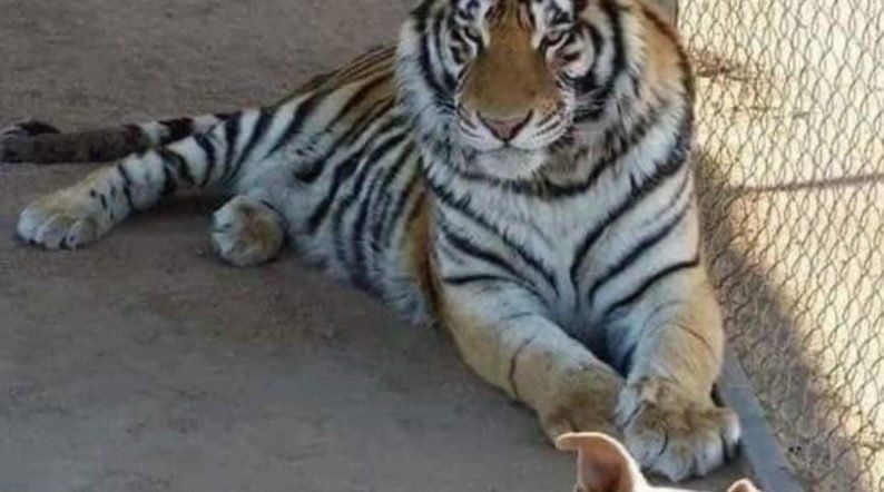 Se roban a ‘Baluma’, un tigre de bengala que vivía en santuario de Sonora