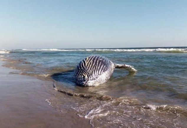 Muere cachalote en playa Chipehua; autoridades ambientales tardaron varias horas en auxiliarlo ▶
