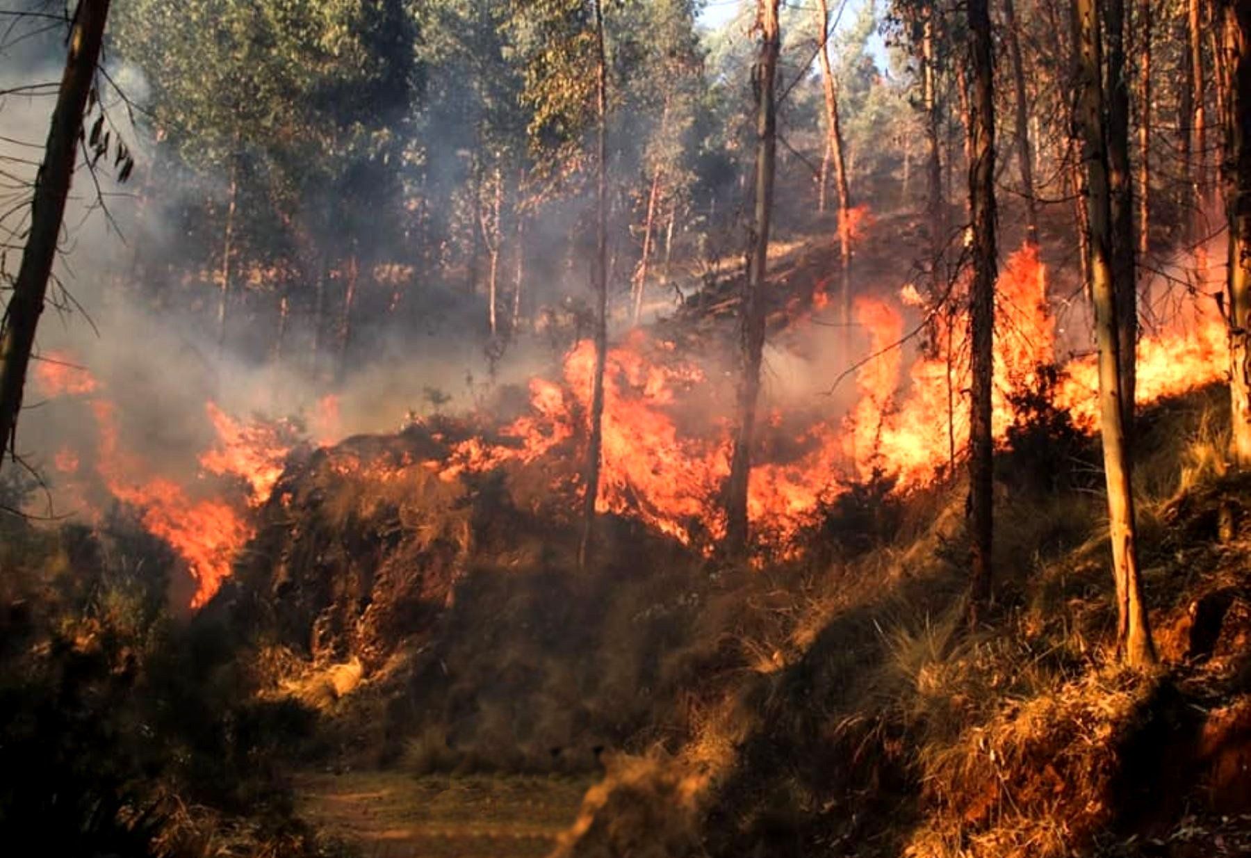 Incendios forestales arrasan más de 14 mil hectáreas en Oaxaca ▶ Incendios forestales arrasan más de 14 mil hectáreas en Oaxaca ▶