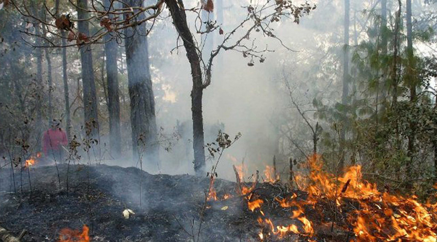 Contrastan cifras de Gobierno de Oaxaca y Conafor sobre hectáreas afectadas por incendios forestales