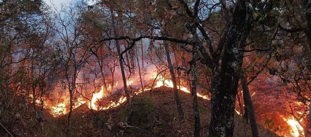 Once incendios consumen bosques de Oaxaca