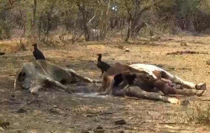 Mueren en Oaxaca 500 cabezas de ganado por altas temperaturas: productores