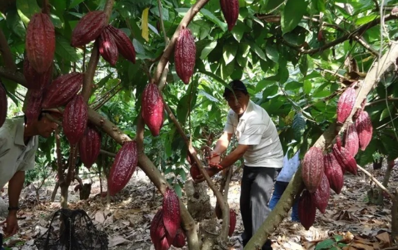 Pega sequía a productores de cacao en el norte de Oaxaca