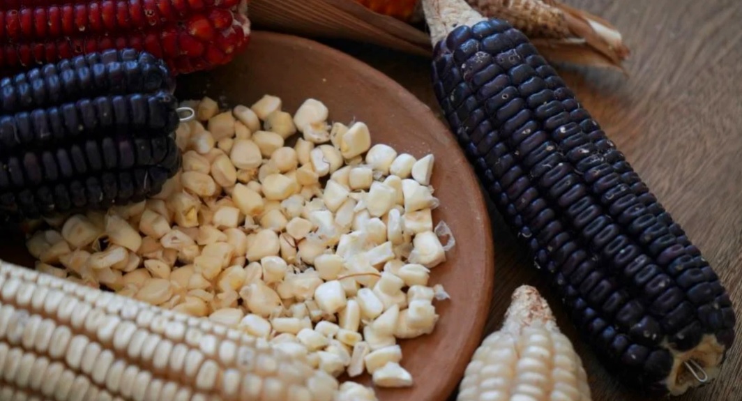 Chinantecos conservan riqueza del maíz tradicional con Banco Comunitario de Semillas