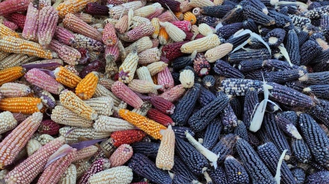 Bancos de semillas, alternativa para conservar los granos nativos de Oaxaca, señala investigador