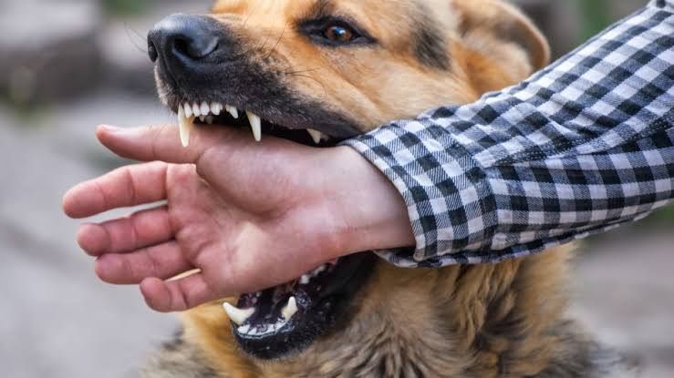 Detienen a dos personas en Ánimas Trujano por permitir ataque de un perro contra una adolescente, reporta Fiscalía Detienen a dos personas en Ánimas Trujano por permitir ataque de un perro contra una adolescente, reporta Fiscalía