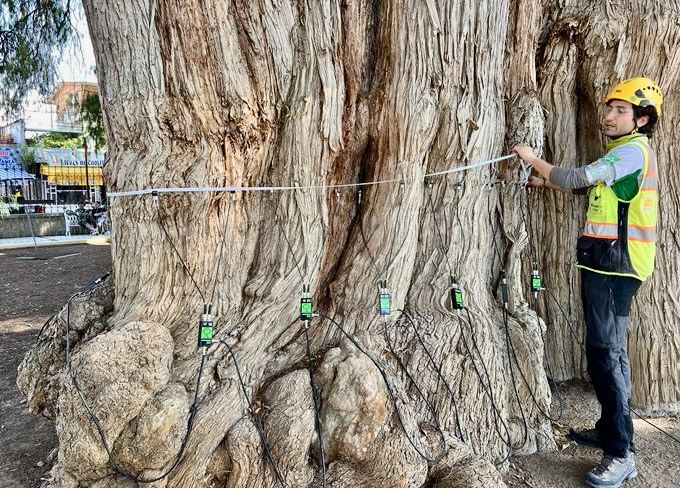 Realizan innovador estudio de conservación al Árbol del Tule para conocer y preservar su estado de salud