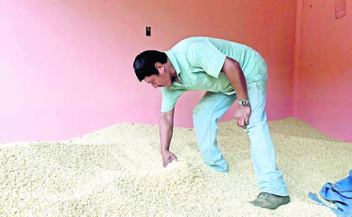 Gobierno federal, sin mecanismos suficientes para acopiar el maíz oaxaqueño; «Coyotes», los beneficiados