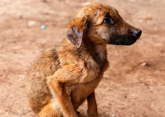 Diputados de CdMx buscan que alcaldías asignen presupuesto para bienestar animal; comisiones dan su visto bueno