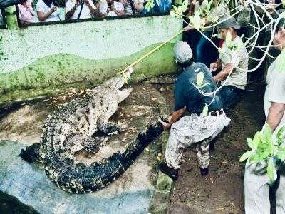 Altamente contaminadas, zonas lagunares de la Costa de Oaxaca; investigadores del IPN hallan microplásticos en las heces de cocodrilos