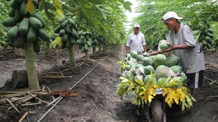 Habrá escasez y aumentará el precio de la papaya en 2025 debido a los daños del huracán «John»; escasa exportación Habrá escasez y aumentará el precio de la papaya en 2025 debido a los daños del huracán «John»; escasa exportación