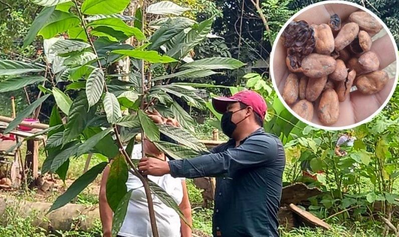 Sobreprecio de hasta 400% del cacao provoca desplome de cosecha en Oaxaca Sobreprecio de hasta 400% del cacao provoca desplome de cosecha en Oaxaca