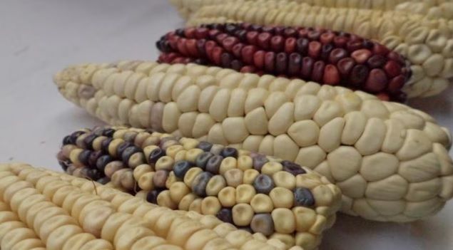 México cumple con fallo de T-MEC; deroga decreto que prohíbe maíz transgénico para consumo humano