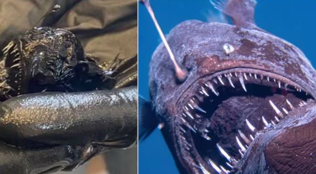 ¿Cuánto mide el pez diablo negro que apareció muerto en la costa de España?