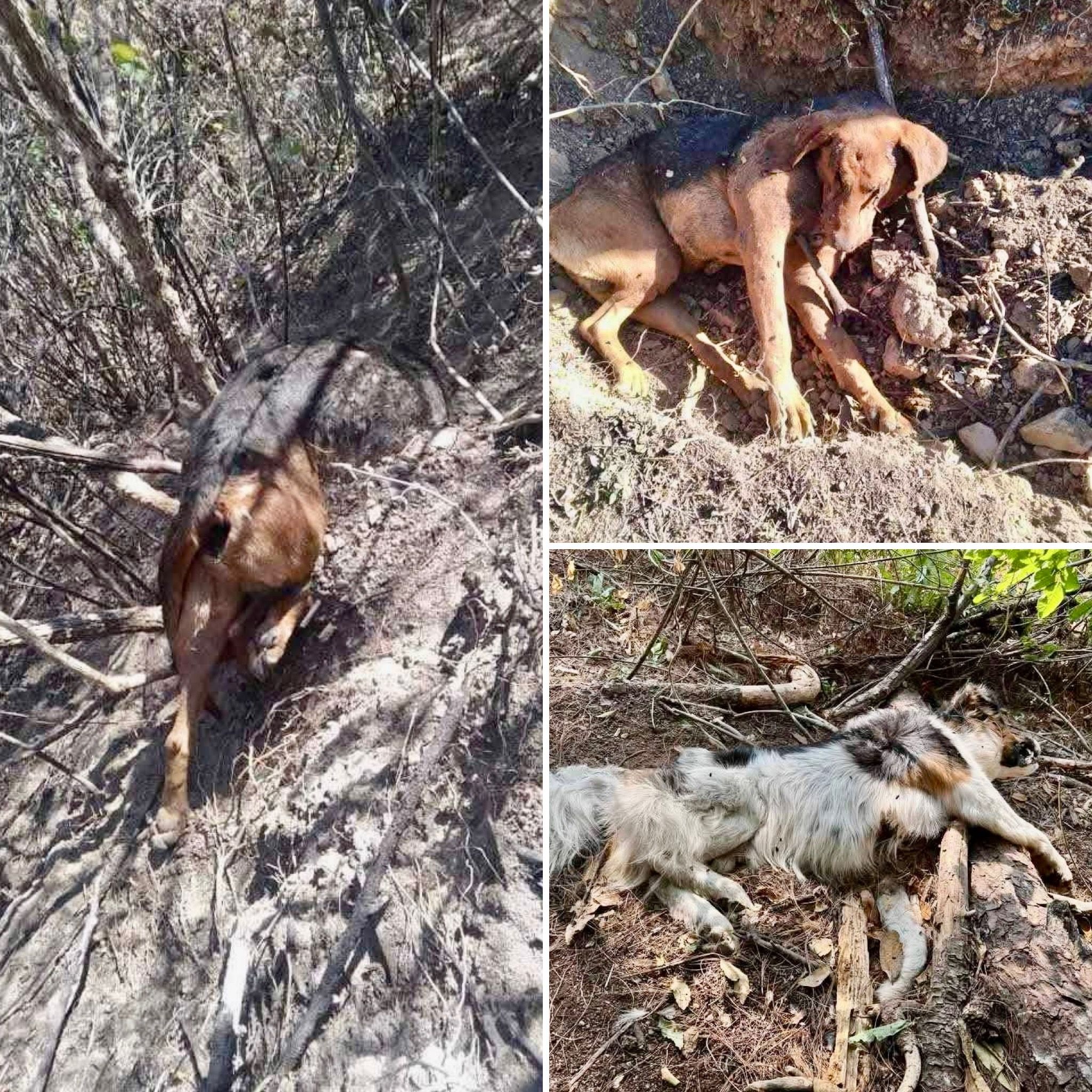 Autoridades de Capulálpam matan a tiros perros callejeros para no afectar su imagen de “pueblo mágico” Autoridades de Capulálpam matan a tiros perros callejeros para no afectar su imagen de “pueblo mágico”