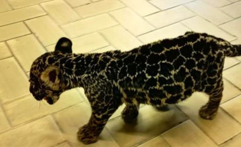 Cachorro de jaguar asegurado tras denuncias en plaza comercial de Oaxaca era usado para fotografías: Propaeo Cachorro de jaguar asegurado tras denuncias en plaza comercial de Oaxaca era usado para fotografías: Propaeo
