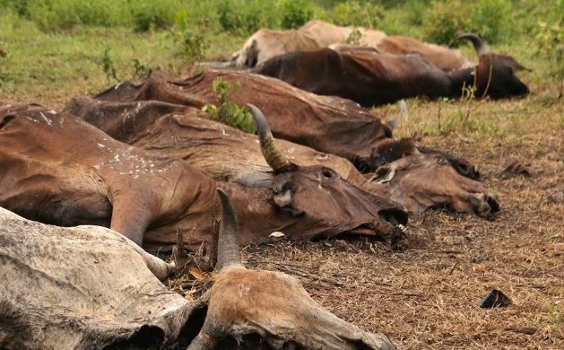 Alertan por muerte masiva de ganado, en Tabasco Alertan por muerte masiva de ganado, en Tabasco