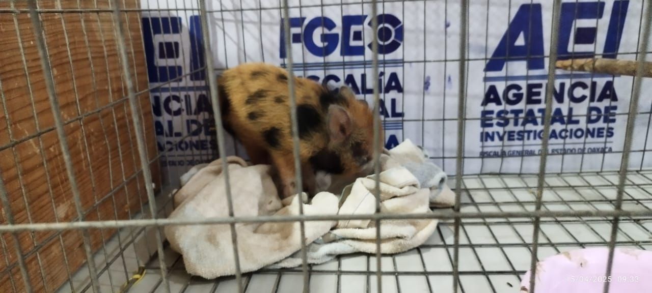 Catea AEI domicilio de Santa Lucía del Camino; asegura ejemplares de especies en peligro de extinción
