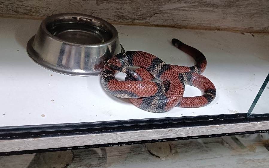 Inspectores de Profepa aseguran fauna terrestre y acuática que era  comercializada de manera ilegal