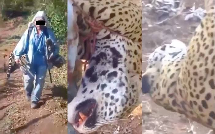 Profepa denuncia ante FGR la caza de un jaguar en la zona mixe de Oaxaca; buscan al responsable