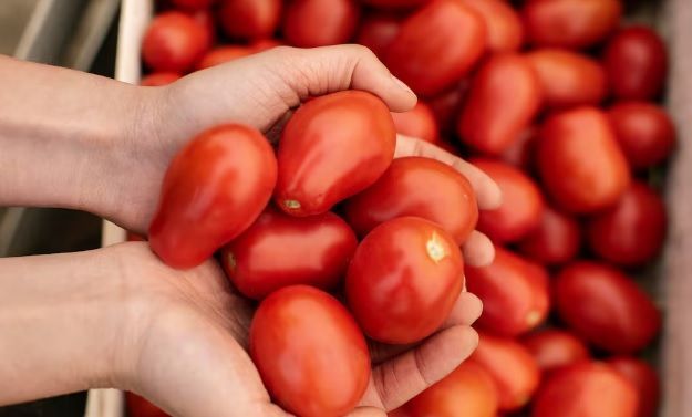 ¿Qué es el dumping?; la práctica que utilizó EU para aplicar sanciones al jitomate mexicano