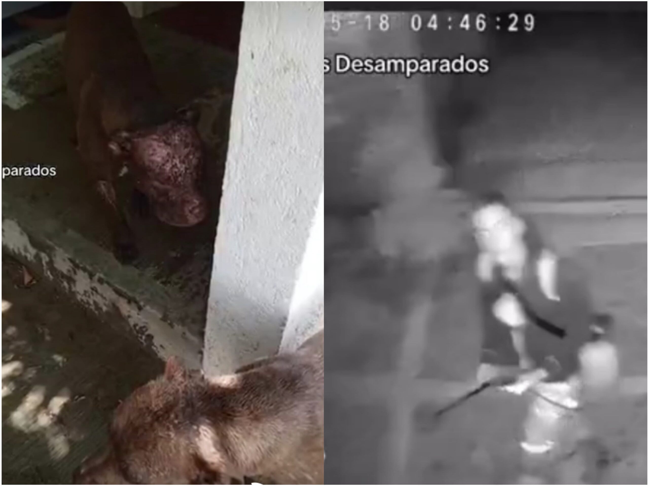 Ciudadano francés identificado como agresor de perros en Cuilápam de Guerrero; autoridades aún sin actuar