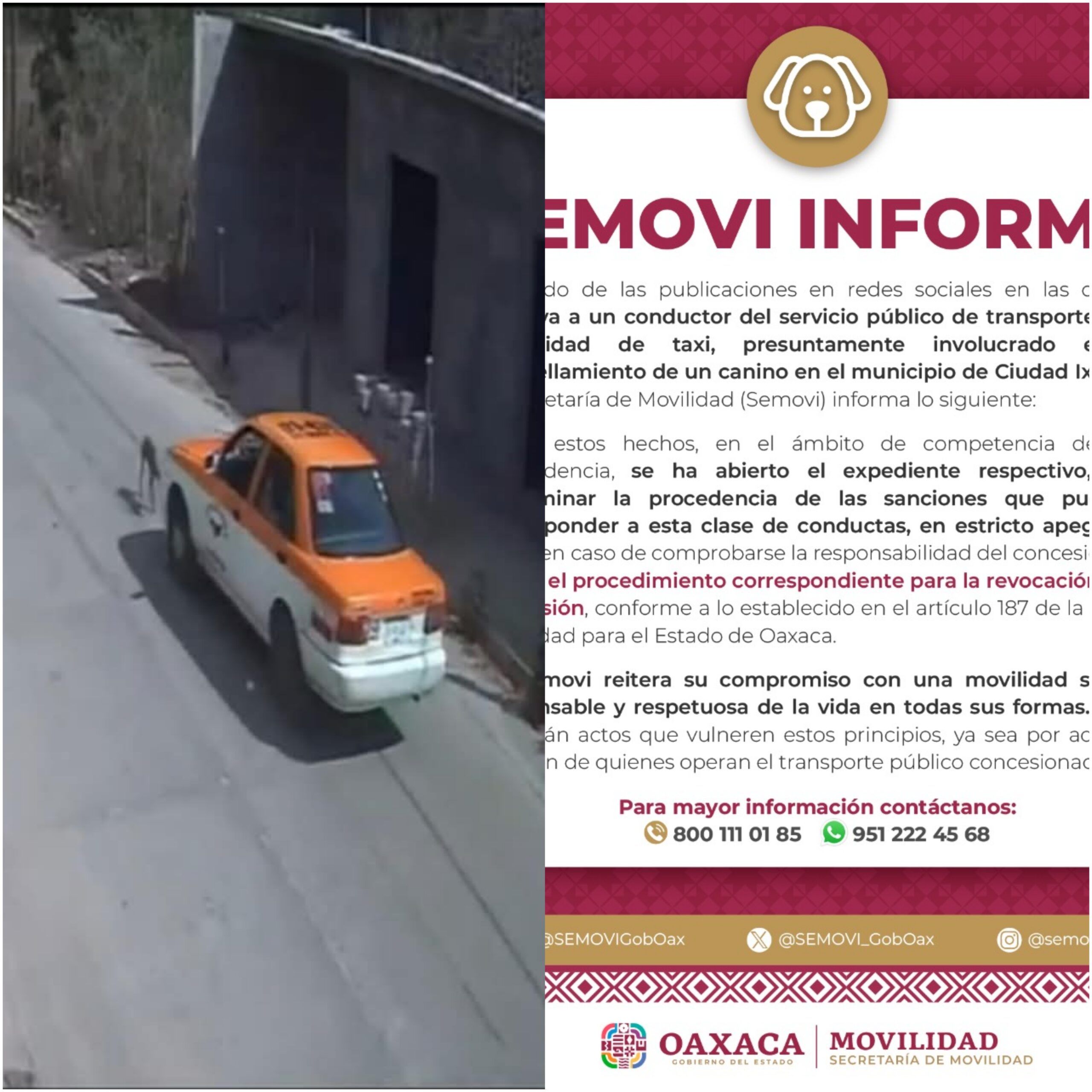 Semovi inicia proceso para revocar concesión a taxista que atropelló a un perro en Ixtepec, Oaxaca Semovi inicia proceso para revocar concesión a taxista que atropelló a un perro en Ixtepec, Oaxaca